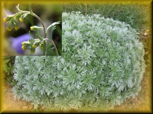artemisa umbellifolium
